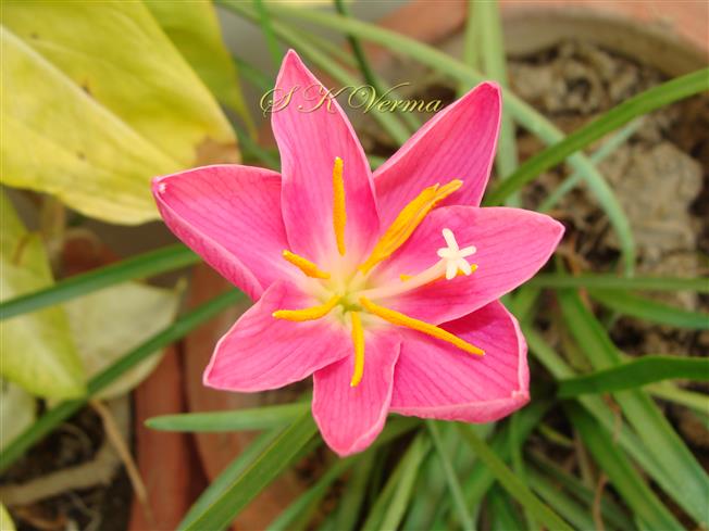  Flower with 7 tepals, 7 stamens and 5-fid stigma